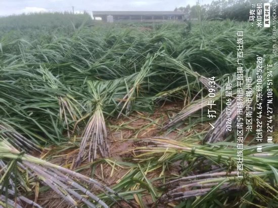 台风“美莎克	”对广西甘蔗的初步影响分析